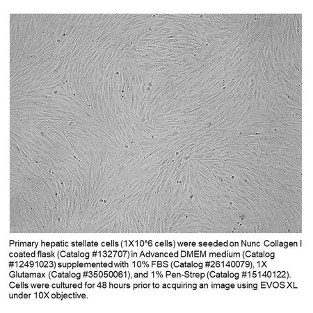 Nunc Thermo Scientific Nunc Easy Flask, PK30 132705