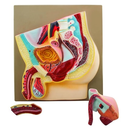 Eisco Scientific Model Male Pelvis Section - 3 Parts AM0119A