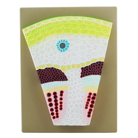 Eisco Scientific Premium Dicot Stem Model On Base: Transverse Section, Magnified BM0012