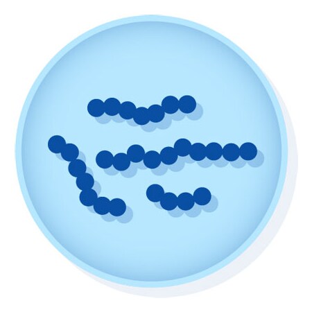 0648P - KWIK-STIK Neisseria gonorrhoeae - KWIK-STIK Neisseria gonorrhoeae ATCC 49226, Microbiologics - Each