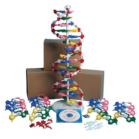 United Scientific Dna Model Kit With Four Models And Cd DNAM01-K4