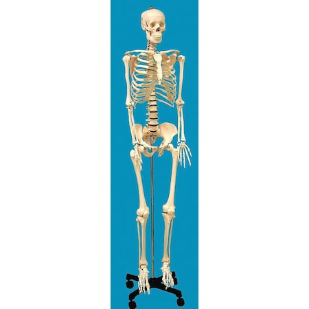 United Scientific Human Skeleton Model, Life-Sized HSLS01