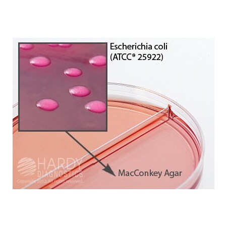 Hardy Diagnostics Cin Agar/Macconkey Agar with Sorbitol 1 J49