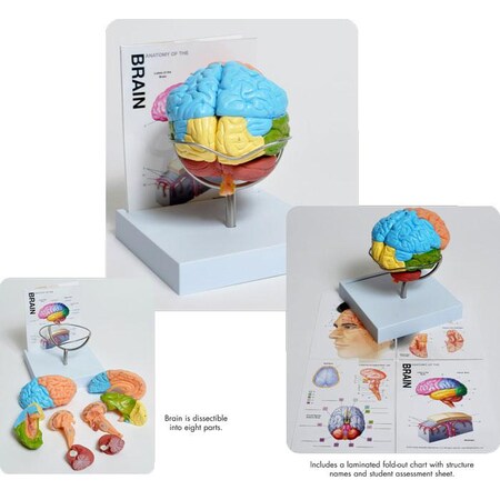 United Scientific Human Brain Model, 8-Part MABR08