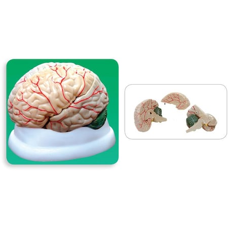 United Scientific Brain Model, 3-Part MAHB03