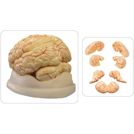 United Scientific Brain Model, 8-Part MAHB08