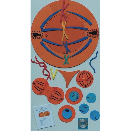 United Scientific Mitosis Manipulatives Kit MITKIT2