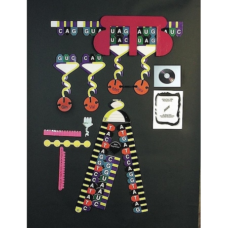 United Scientific Protein Synthesis Manipulatives Kit PSYKIT