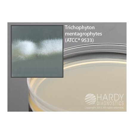 Hardy Diagnostics Insta-Test Peracetic Acid 0-160Ppm 50/Pk W25