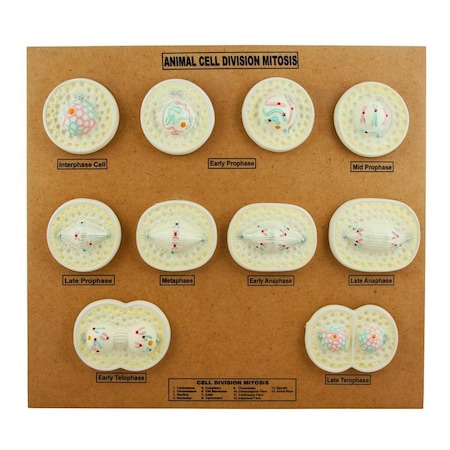 Eisco Scientific Eisco Animal Cell Mitosis Model ZM0006
