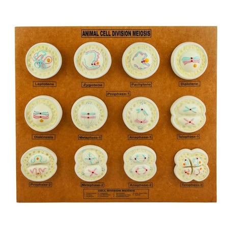 Eisco Scientific Eisco Animal Cell Meiosis Model ZM0010