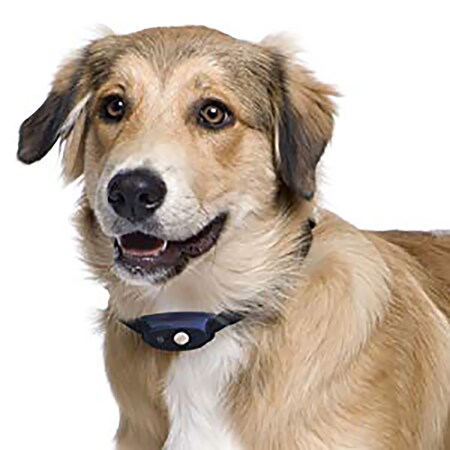 bluetooth electric dog fence