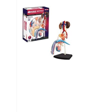 Tedco Toys 4D Human Anatomy Male Reproductive System TE564421