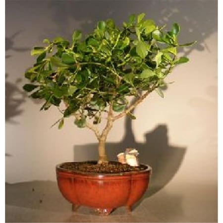 Configuracion Clusia Rosea Nana Flowering Tropical Dwarf Apple Bonsai Tree, Extra Large CO2190006