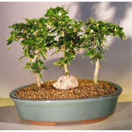 Configuracion Three Tree Forest Group Ehretia Microphylla Flowering Fukien Tea Bonsai Tree CO2202649