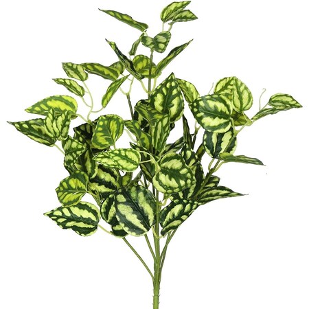 Dare2Decor 17 in. Peperomia Bush  Green & White DA2064565