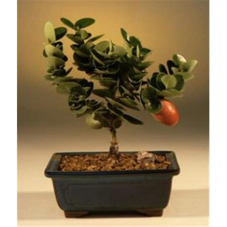 Paisaje Flowering Dwarf Plum Tree - Carissa Macrocarpa - Small PA2529738