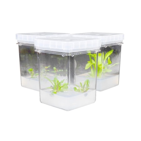 Magenta Plant Culture Vessel, 65mm x 65mm x 77mm, 100 Vessels per Case, 100PK 248950