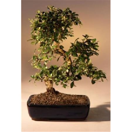 Paisaje Fukien Tea Flowering Bonsai Tree with Curved Trunk Style - Ehretia Microphylla - Extra Large PA2529674