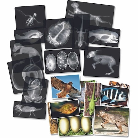 Roylco Animal X-Ray Set 5910