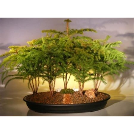 Configuracion 20 x 18 x 12 in. Five Cluster Planting Araucaria Heterophila Norfolk Island Pine Bonsai Tree Forest CO2202648