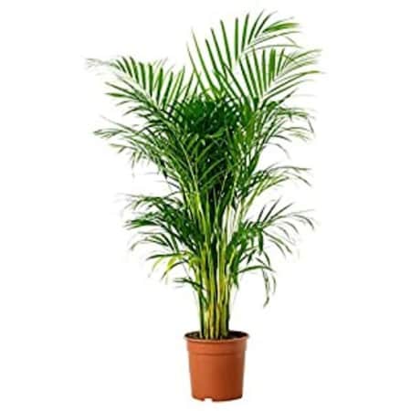 Dare2Decor 60 in. Areca Palm Plant, Green DA3270045