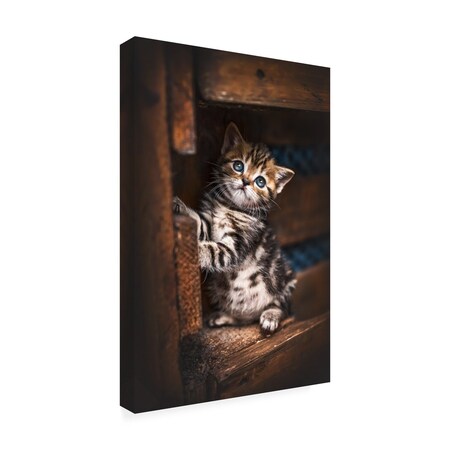 Trademark Fine Art Outdoor Canvas Art Natalie Grosse 'Hiding Spot' Wall Art for Patios, or Gardens GRL02394-OC1219WR