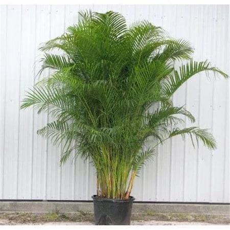 Vickerman 70.5 in. Areca Palm Plant, Green FM238570