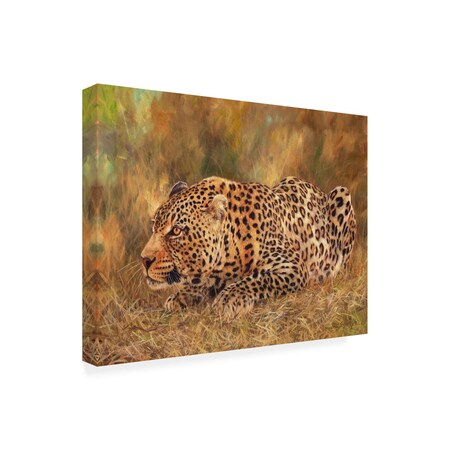 Trademark Fine Art Outdoor Canvas Art David Stribbling 'Leopard about to pounce' Wall Art for Patios, or Gardens GRL00386-OC1419WR