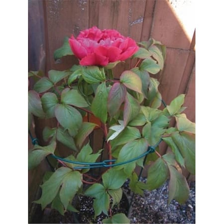 Lusterleaf 24 Count 18in. X 30in. Flower Supports - Pack of 12, 12PK 987