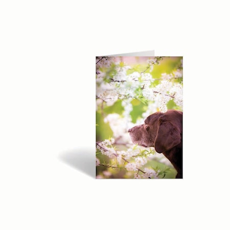Jorgensen Laboratories Sympathy Cards, Season Change, 10PK J1483E