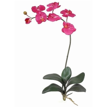 Dare2Decor Phalaenopsis Silk Orchid Flower with Leaves 6 Stems - Beauty - 31 in DA3087774