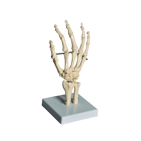 United Scientific Human Hand Model HUHN01