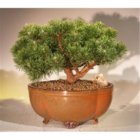 Paisaje Mugo Pine Bonsai Tree - Pinus Mugo Valley Cushion - Large PA2529798
