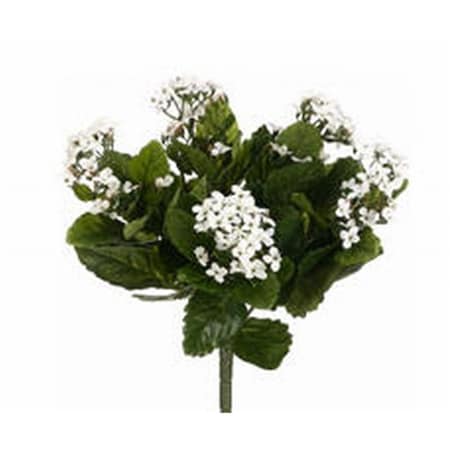 Allstate 13.5 in. White Kalanchoe Bushes X5-, 6PK FBK107-WH