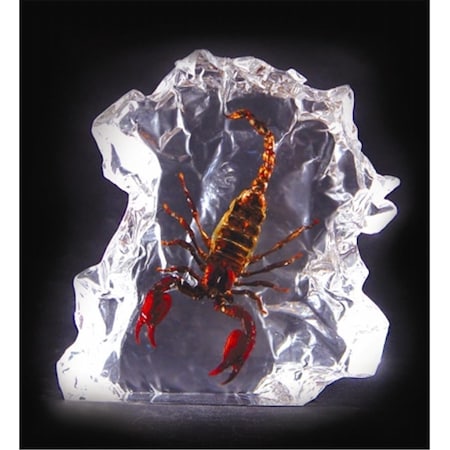 Ed Speldy East Real Bug Desk Decoration-Large-Black Scorpion DS1102