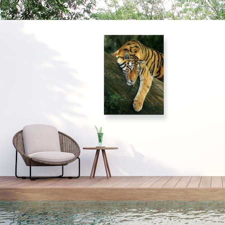 Trademark Fine Art Outdoor Canvas Art David Stribbling 'tiger tree branch' Wall Art for Patios, or Gardens GRL01596-OC3547WR