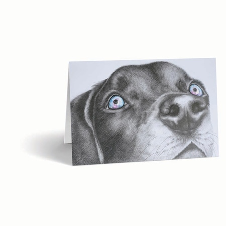 Jorgensen Laboratories Sympathy Cards, Canine Galaxy, 10PK J1483A
