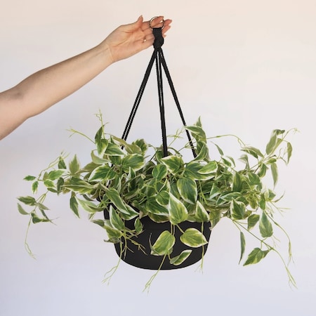 Bloem Dura Cotta 12'' Plastic Black Hanging Plant Basket DCHB12-00