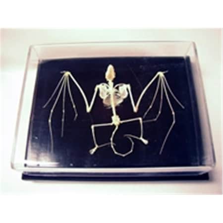 Endless Games Bat Skeleton, Unmounted EN1525769