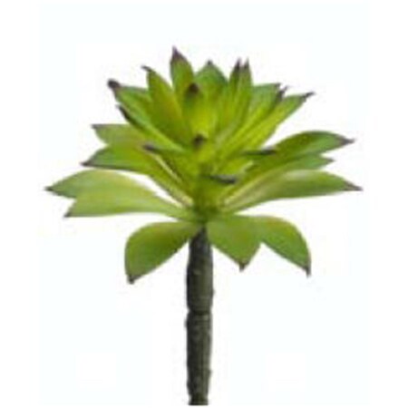 Allstate 6 in. Succulent Green-, 24PK CS1564-GR