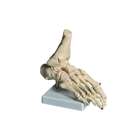 United Scientific Human Foot Model HUFT01