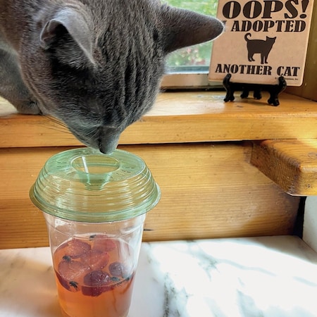 Fly-Lid Fly Lid Cup Fly Trap Display, 18-Piece 41064