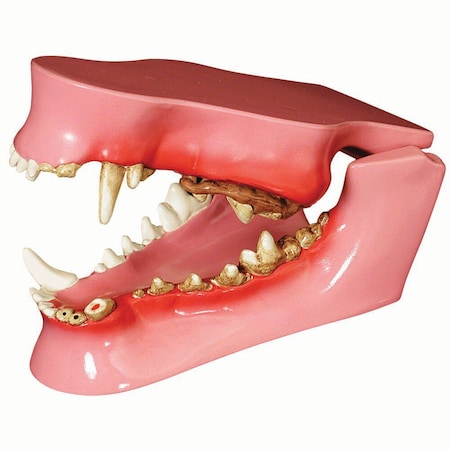 Jorgensen Laboratories Canine Pathology Dental Model J0771