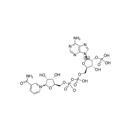 Ak Scientific β-Triphosphopyridine Nucleotide (1g), CAS 53-59-8 M045-1g