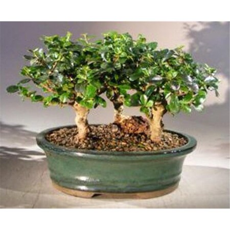 Configuracion Three Tree Forest Group Upright Aged Ehretia Microphylla Flowering Fukien Tea Bonsai Tree CO2190009