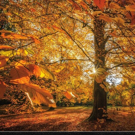 Homeroots Autumn Leaves 4 Black Framed Print Wall Art 415638