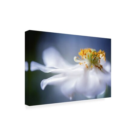 Trademark Fine Art Outdoor Canvas Art - Mandy Disher 'Anemone 1' Wall Art for Patios, or Gardens 1X10931-OC3047WR