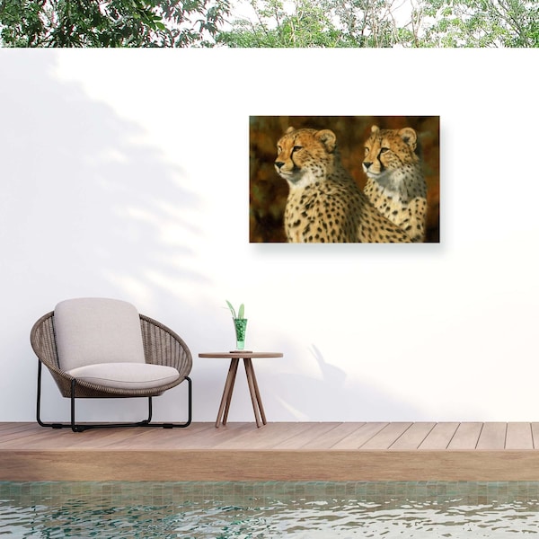 Trademark Fine Art Outdoor Canvas Art David Stribbling CHEETAH BROS Wall Art for Patios, or Gardens GRL00268-OC3047WR - main