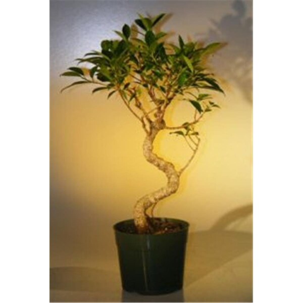 Paisaje Pre Ficus RetTree - Large PA2529698 - main